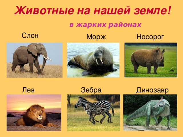 Животные на нашей земле!  в жарких районах   Слон  Морж  Носорог  Лев  Зебра  Динозавр