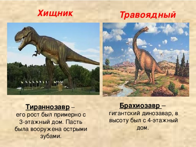 Хищник Травоядный Брахиозавр –  гигантский динозавар, в высоту был с 4-этажный дом. Тираннозавр –  его рост был примерно с 3-этажный дом. Пасть была вооружена острыми зубами.