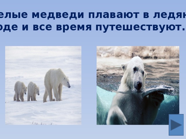Белые медведи плавают в ледяной воде и все время путешествуют.