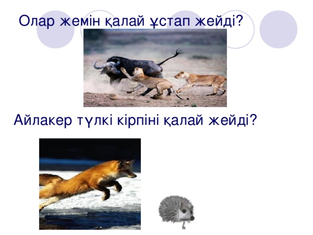 Олар жемін қалай ұстап жейді? Айлакер түлкі кірпіні қалай жейді?