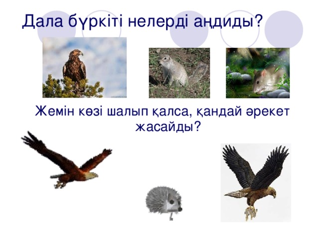 Дала бүркіті нелерді аңдиды? Жемін көзі шалып қалса, қандай әрекет жасайды?