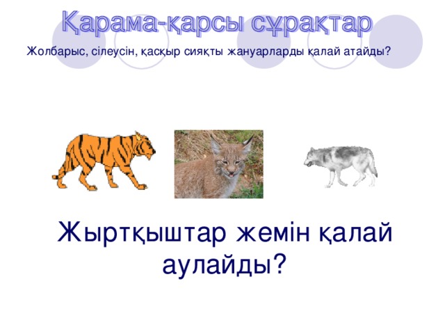 Жолбарыс, сілеусін, қасқыр сияқты жануарларды қалай атайды? Жыртқыштар жемін қалай аулайды?