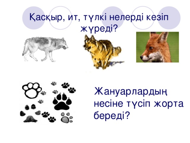 Қасқыр, ит, түлкі нелерді кезіп жүреді?  Жануарлардың несіне түсіп жорта береді?