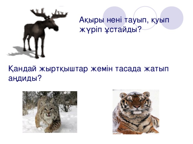 Ақыры нені тауып, қуып жүріп ұстайды?   Қандай жыртқыштар жемін тасада жатып аңдиды?