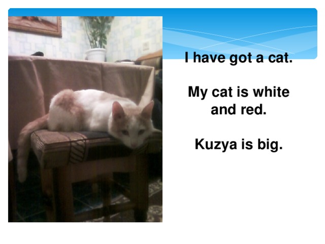 I have got a cat.  My cat is white and red.  Kuzya is big.