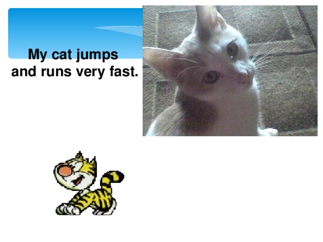 My cat jumps and runs very fast.