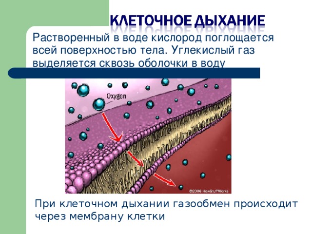 При клеточном дыхании газообмен происходит через мембрану клетки