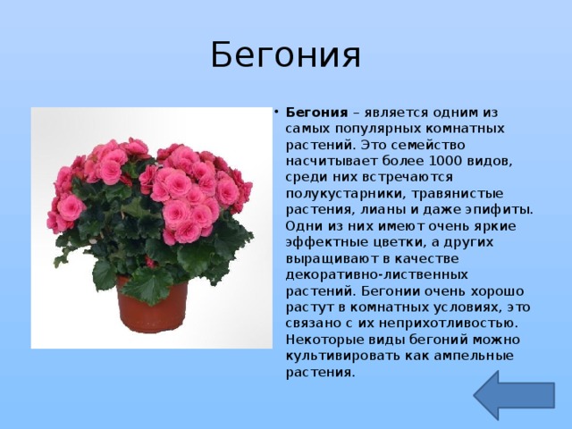 Откуда завезли пеларгонию. Бегония Родина растения. Родина цветка бегония. Бегония Родина растения 2. Бегония Родина растения 2 класс.