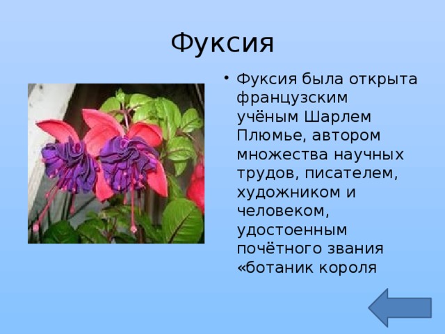 Фуксия