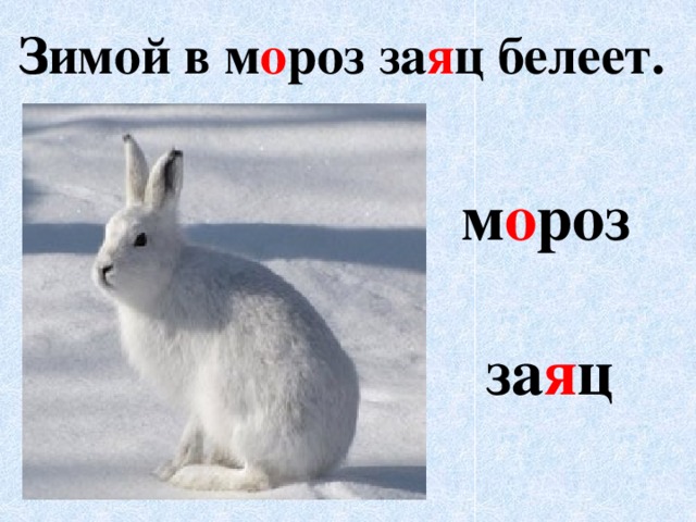 Лексическое слово заяц. Мороз и заяц. Словарное слово заяц. План про зайца. Почему заяц Белеет к зиме.