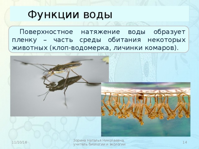 Функции воды Поверхностное натяжение воды образует пленку – часть среды обитания некоторых животных (клоп-водомерка, личинки комаров). 11/10/16  Зорина Наталья Николаевна, учитель биологии и экологии