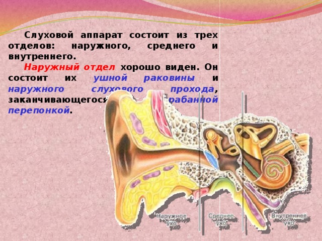 Слуховой аппарат состоит из трех отделов: наружного, среднего и внутреннего.  Наружный отдел хорошо виден. Он состоит их ушной раковины и наружного слухового прохода , заканчивающегося барабанной перепонкой .