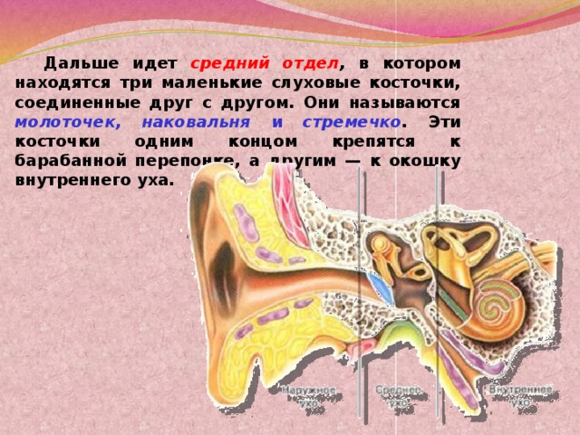 Дальше идет средний отдел , в котором находятся три маленькие слуховые косточки, соединенные друг с другом. Они называются молоточек, наковальня и стремечко . Эти косточки одним концом крепятся к барабанной перепонке, а другим — к окошку внутреннего уха.