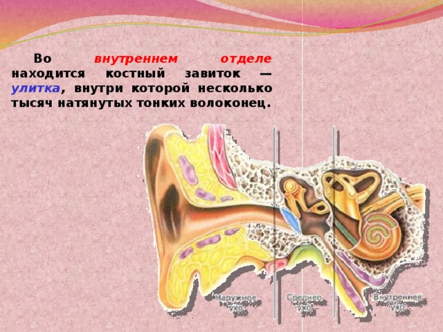 Во внутреннем отделе находится костный завиток — улитка , внутри которой несколько тысяч натянутых тонких волоконец.