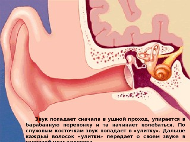 Звук попадает сначала в ушной проход, упирается в барабанную перепонку и та начинает колебаться. По слуховым косточкам звук попадает в «улитку». Дальше каждый волосок «улитки» передает о своем звуке в головной мозг человека.