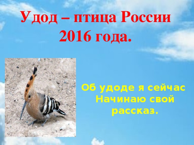 Об удоде я сейчас Начинаю свой рассказ. Удод – птица России 2016 года.