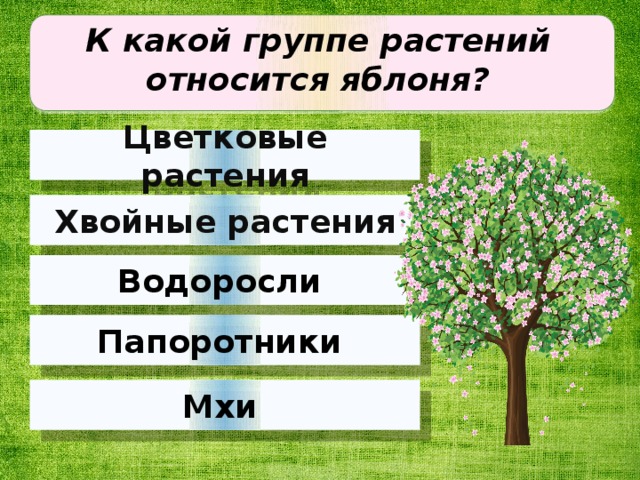 Яблоня относится к растениям. Яблоня группа растений. К какой группе растений относится яблоня. К какой группе относится яблоня.