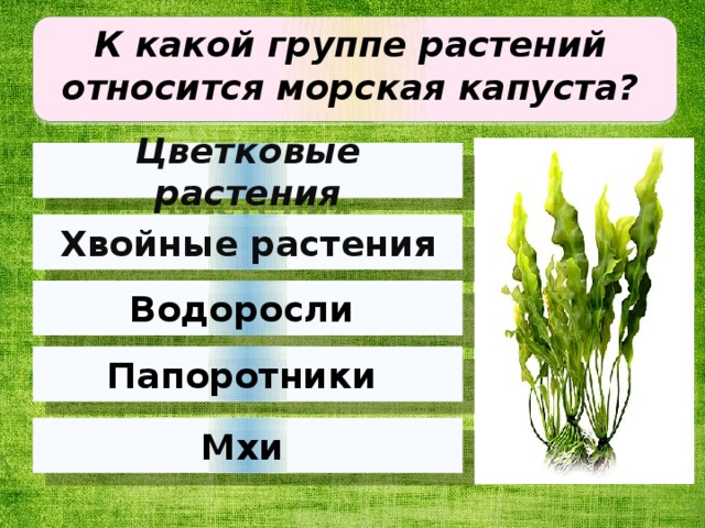 Группа растений водоросли примеры названия. Растения относящиеся к группе водоросли. К каким группам относятся растения. Водоросли мхи папоротники хвойные цветковые растения. Растения относящиеся к группе мхи.