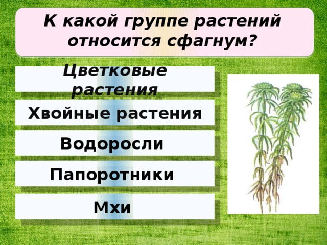 К какой группе растений относится сфагнум?   Цветковые растения Хвойные растения Водоросли Папоротники Мхи