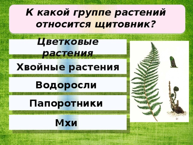 К какой группе растений относится щитовник?   Цветковые растения Хвойные растения Водоросли Папоротники Мхи