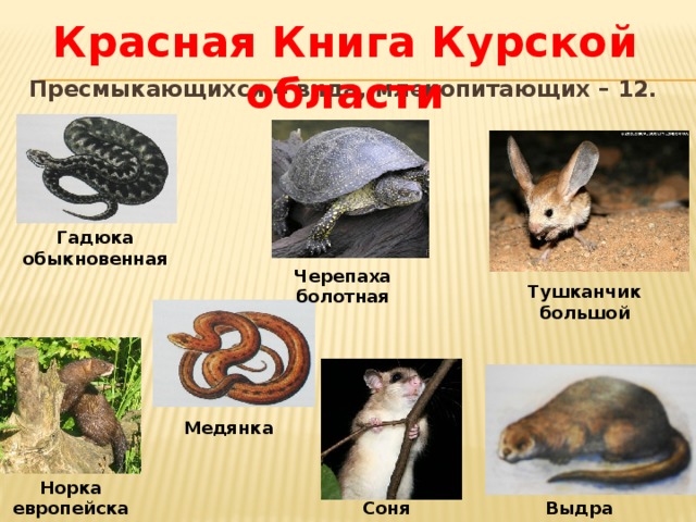 Животные Курской Области Фото