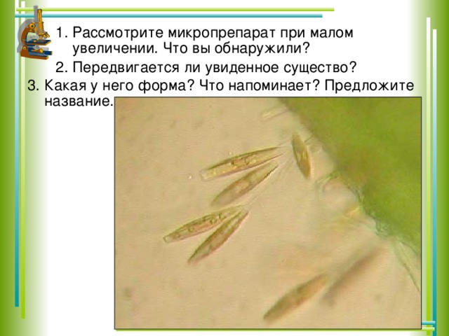 1. Рассмотрите микропрепарат при малом увеличении. Что вы обнаружили? 2. Передвигается ли увиденное существо? 3. Какая у него форма? Что напоминает? Предложите название.