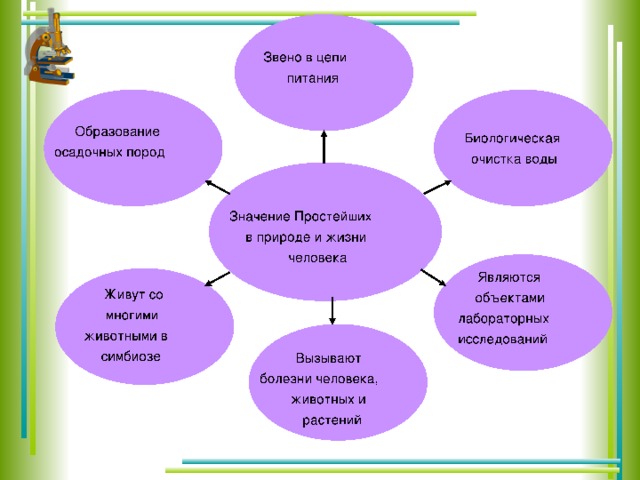 Значения простейших в природе и жизни человека