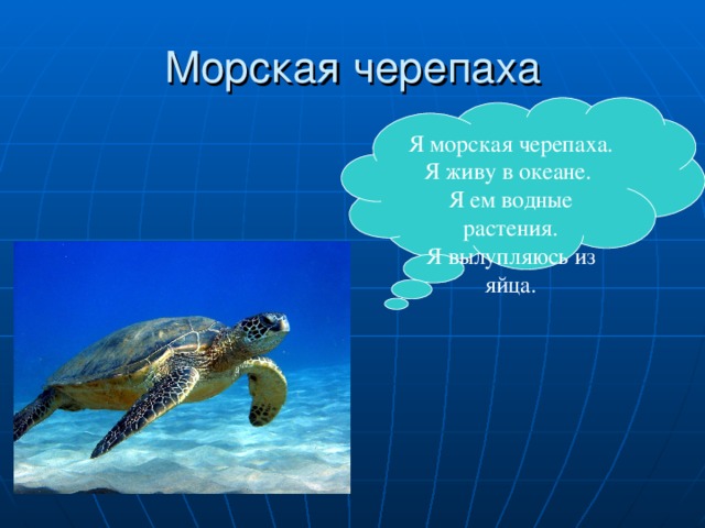 Я морская черепаха. Я живу в океане. Я ем водные растения. Я вылупляюсь из яйца.