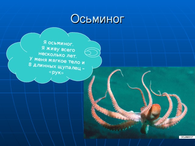 Я осьминог. Я живу всего несколько лет. У меня мягкое тело и 8 длинных щупалец – «рук»