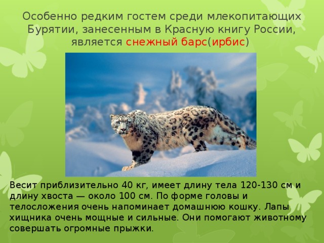 Особенно редким гостем среди млекопитающих Бурятии, занесенным в Красную книгу России, является снежный барс ( ирбис ) Весит приблизительно 40 кг, имеет длину тела 120-130 см и длину хвоста — около 100 см. По форме головы и телосложения очень напоминает домашнюю кошку. Лапы хищника очень мощные и сильные. Они помогают животному совершать огромные прыжки.