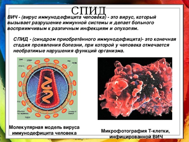 СПИД ВИЧ - (вирус иммунодефицита человека) - это вирус, который вызывает разрушение иммунной системы и делает больного восприимчивым к различным инфекциям и опухолям.  СПИД - (синдром приобретённого иммунодефицита)- это конечная стадия проявления болезни, при которой у человека отмечается необратимые нарушения функций организма.  Молекулярная модель вируса иммунодефицита человека  Микрофотография Т-клетки, инфицированной ВИЧ