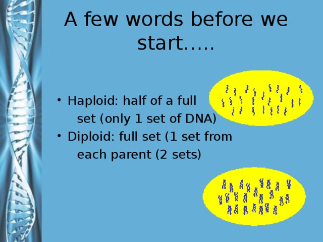 A few words before we start….. Haploid: half of a full  set (only 1 set of DNA) Diploid: full set (1 set from  each parent (2 sets) Haploid – number of chromosomes in sex cells represented by n indicating one chromosome Diploid - number of chromosomes in somatic cells represented by 2n indicating a set or double number of chromosomes