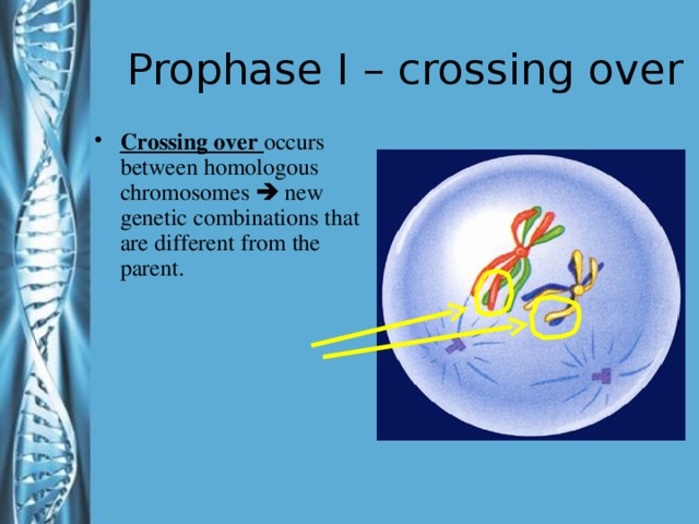 Prophase I – crossing over