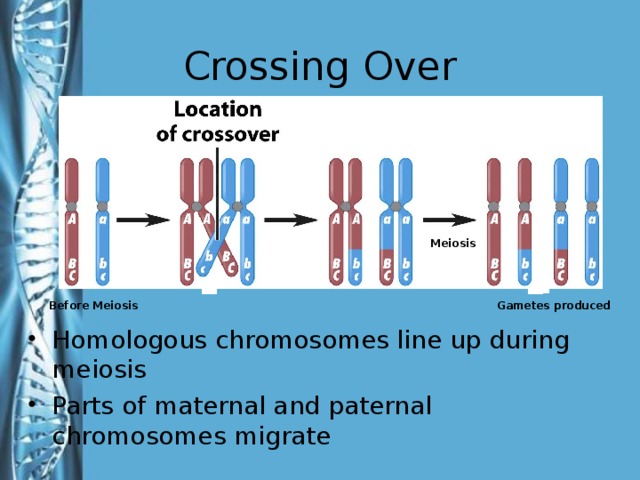 Crossing Over Meiosis Before Meiosis Gametes produced