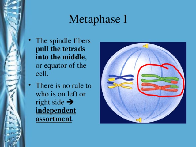 Metaphase I