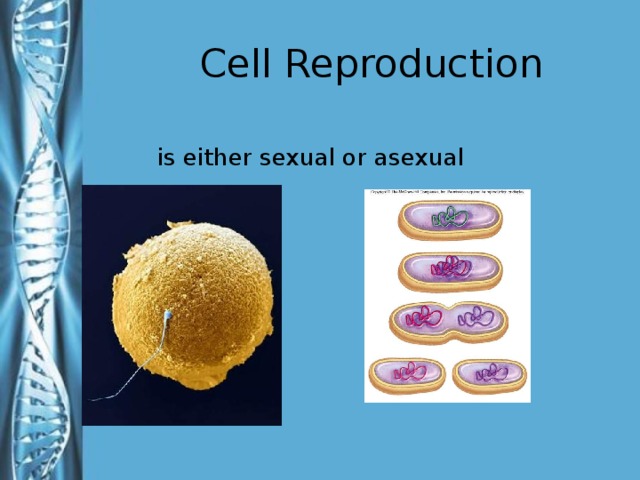 Cell Reproduction is either sexual or asexual