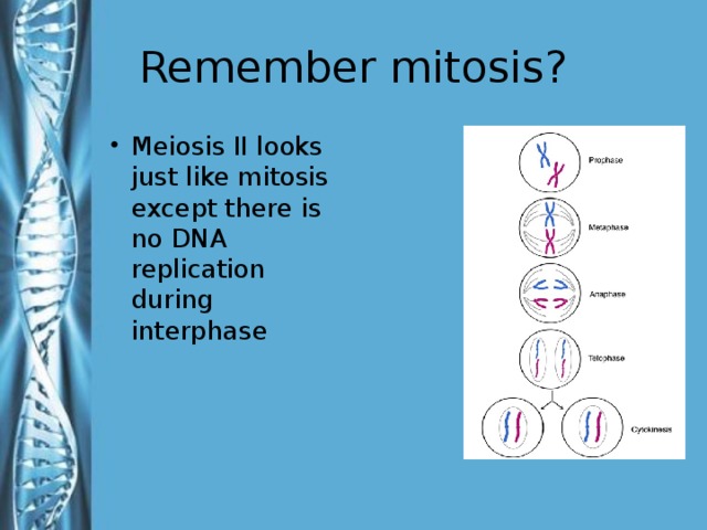 Remember mitosis?