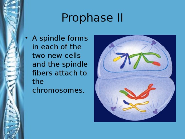 Prophase II
