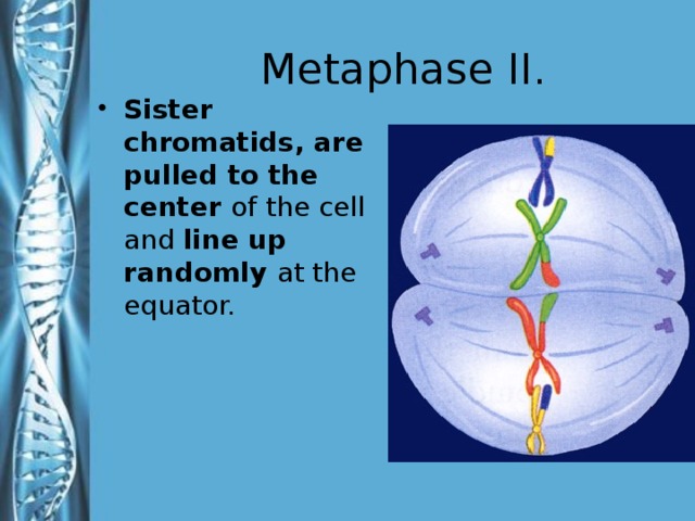 Metaphase II.