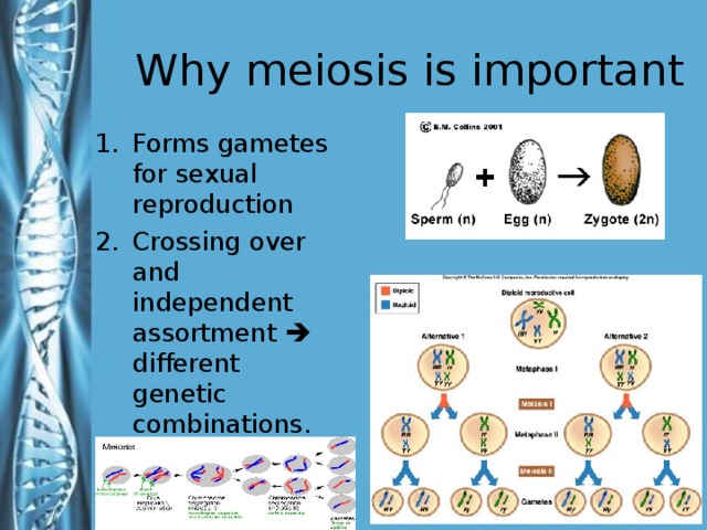 Why meiosis is important