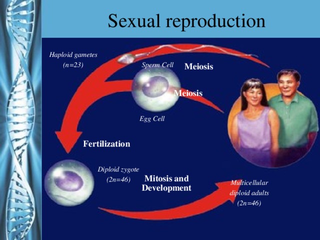 Sexual reproduction Haploid gametes (n=23) Sperm Cell Meiosis Meiosis Egg Cell Fertilization Diploid zygote (2n=46) Mitosis and Development Multicellular diploid adults (2n=46)