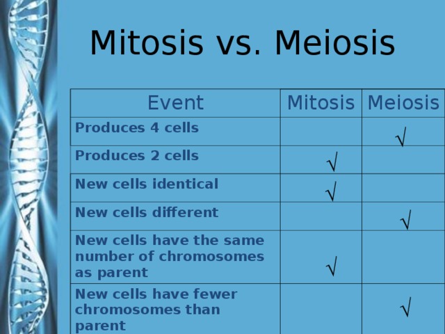            Mitosis vs. Meiosis Event Mitosis Produces 4 cells Meiosis Produces 2 cells New cells identical New cells different New cells have the same number of chromosomes as parent New cells have fewer chromosomes than parent √ √ √ √ The answers are animated so you can have students answer the question before you reveal the answer. √ √