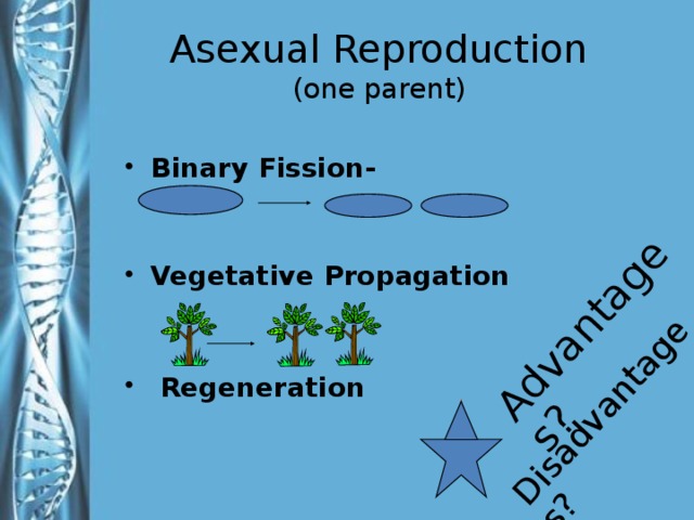 Advantages? Disadvantages? Asexual Reproduction  (one parent) Binary Fission-   Vegetative Propagation    Regeneration  Binary Fission - split in two (bacteria) Budding- (Yeast) Vegetative Propagation - (Plants) Regeneration -