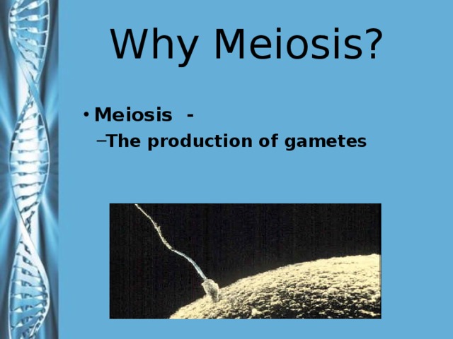 Why Meiosis? Meiosis -  The production of gametes The production of gametes Meiosis is the production of sex cells (gametes). During meiosis, the number of chromosomes in the daughter cells are reduced from the number of chromosomes in the parent cell (this is extremely important).