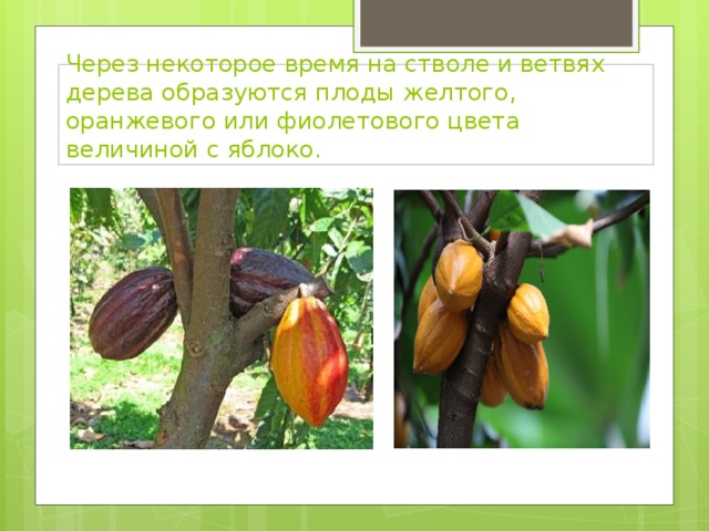 Через некоторое время на стволе и ветвях дерева образуются плоды желтого, оранжевого или фиолетового цвета величиной с яблоко.