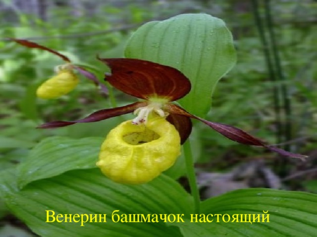 Глобулярия фото цветок