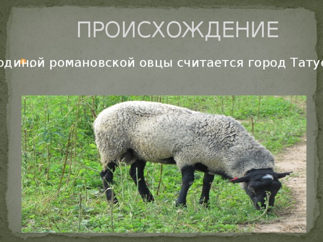 ПРОИСХОЖДЕНИЕ Родиной романовской овцы считается город Татуев.