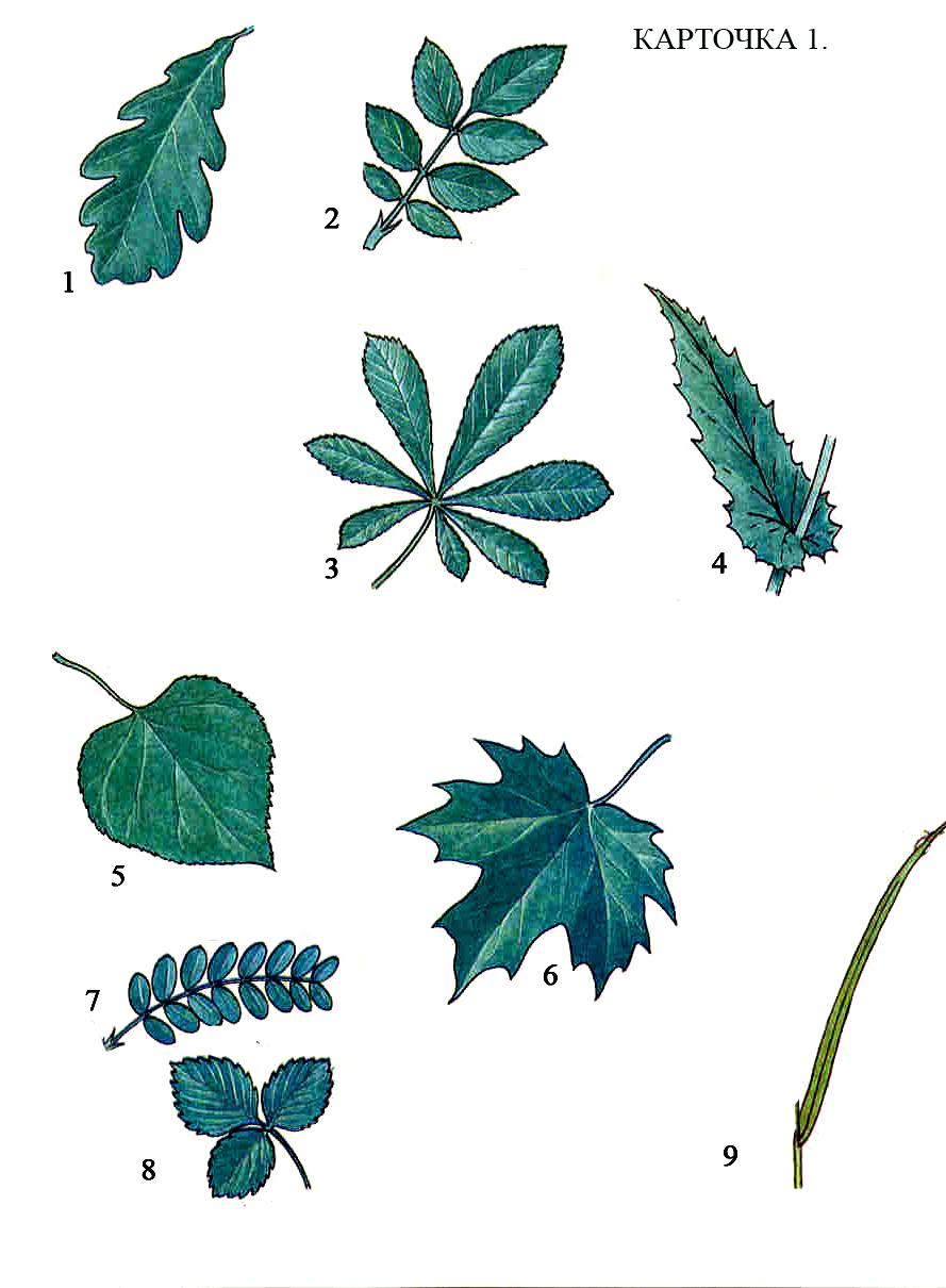 Простые и сложные листья растений