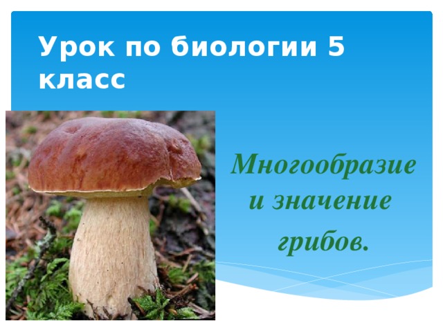 Многообразие и значение грибов 5 класс биология презентация