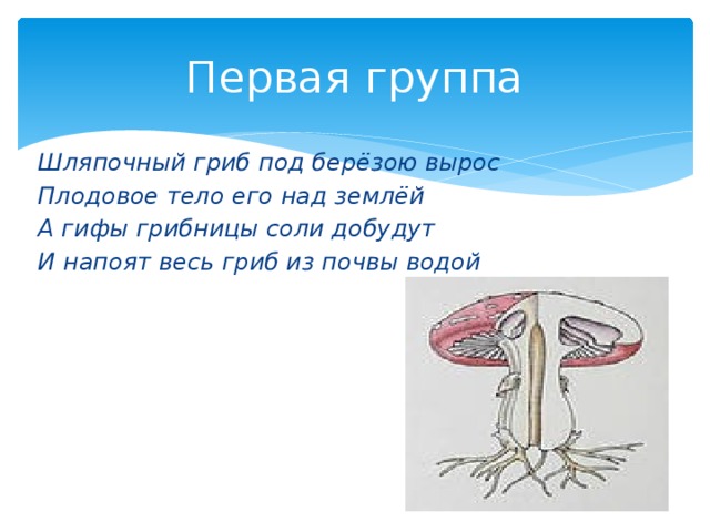 Первая группа Шляпочный гриб под берёзою вырос Плодовое тело его над землёй А гифы грибницы соли добудут И напоят весь гриб из почвы водой